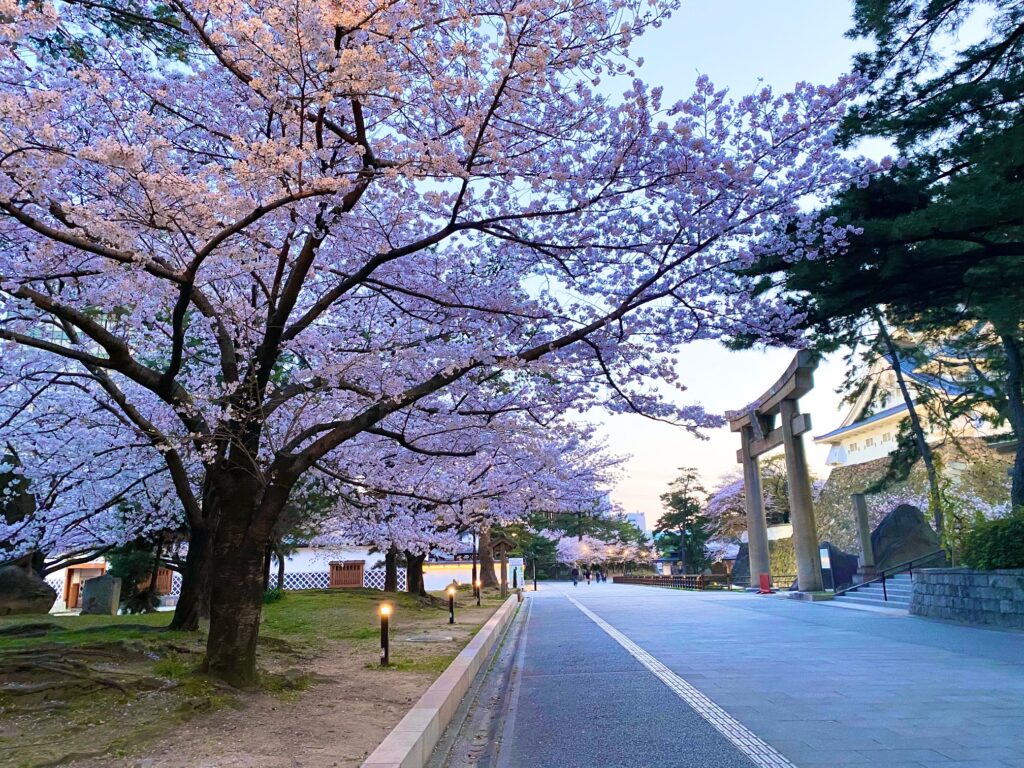 花見特集 北九州の桜の見応え度と名所11選 Vol 2